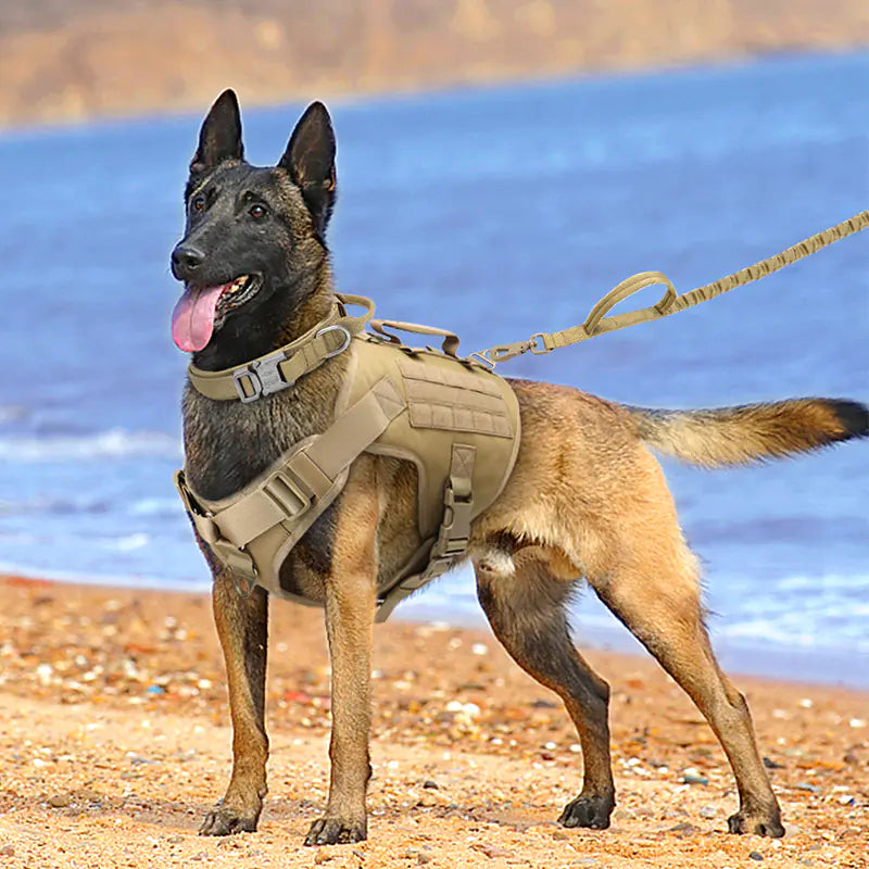 German Shepherd wearing TacticalPro K9 chest harness for training and control
